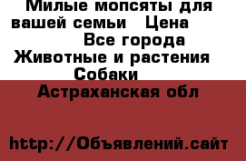 Милые мопсяты для вашей семьи › Цена ­ 20 000 - Все города Животные и растения » Собаки   . Астраханская обл.